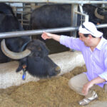 A Day at Tenuta Vannulo: An Organic Mozzarella di Bufala Farm!